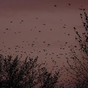 国产无套av在线
